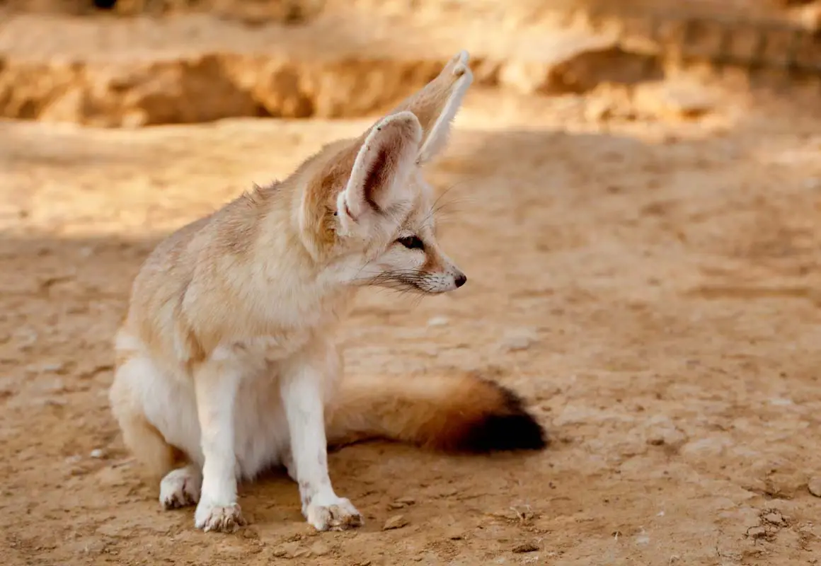 Desert Foxes | Species That Thrive in the Desert - All Things Foxes