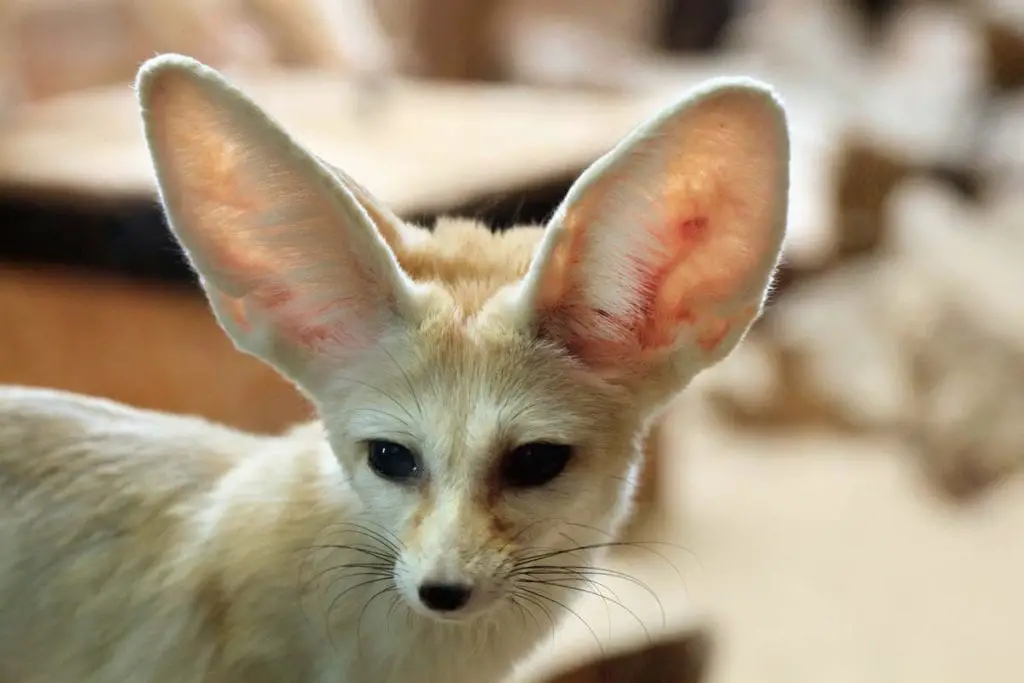 Desert Foxes | Species That Thrive in the Desert - All Things Foxes