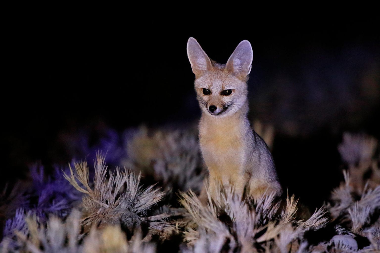 Desert Foxes | Species That Thrive in the Desert - All Things Foxes