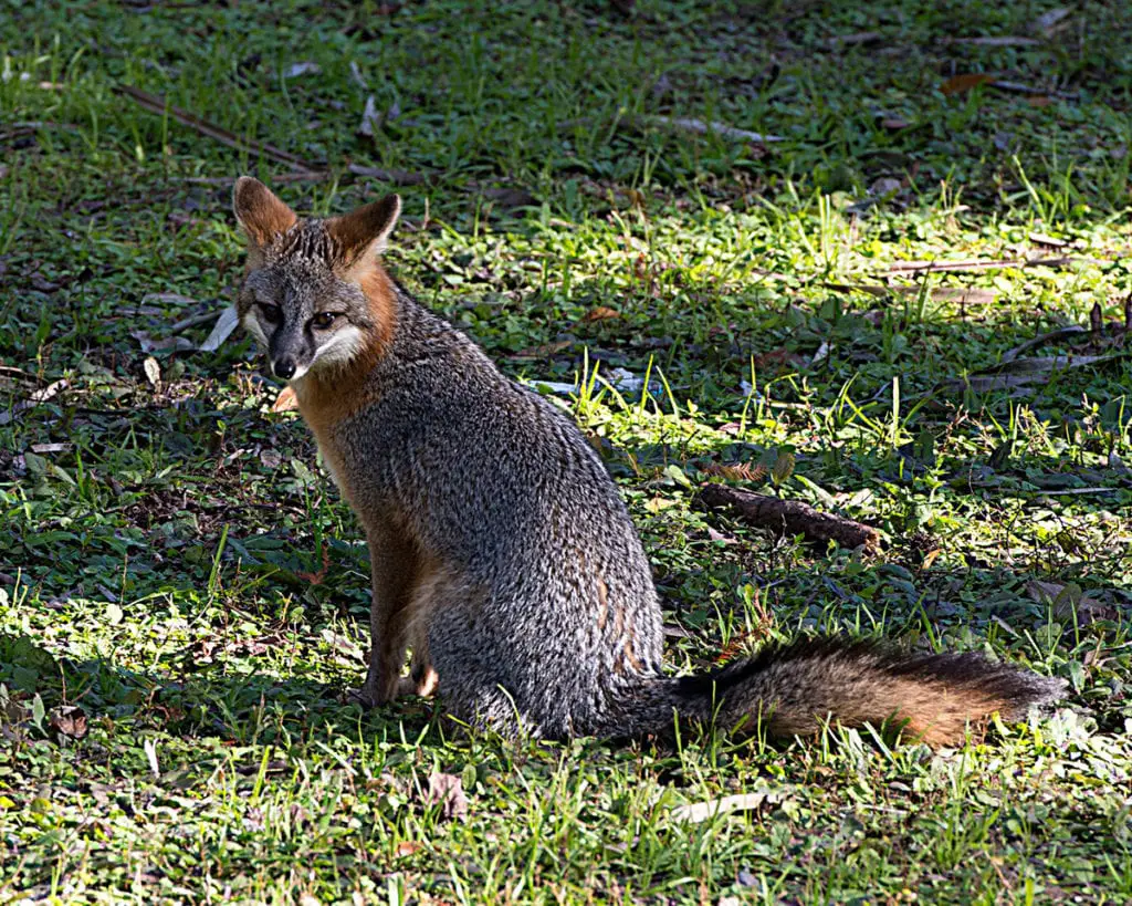 gray-fox-colors