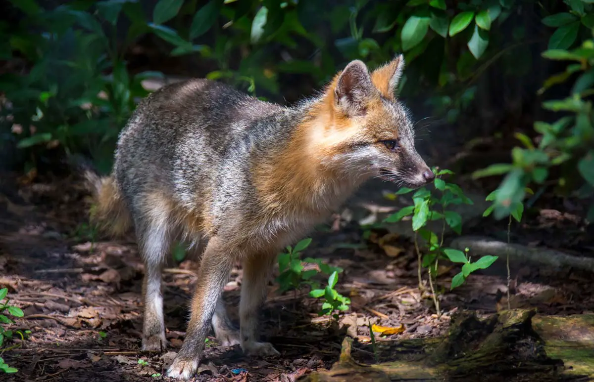 Types of Foxes Species Of Foxes All Things Foxes