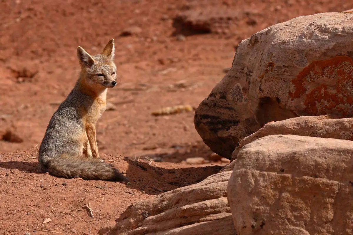 Desert Foxes | Species That Thrive in the Desert - All Things Foxes