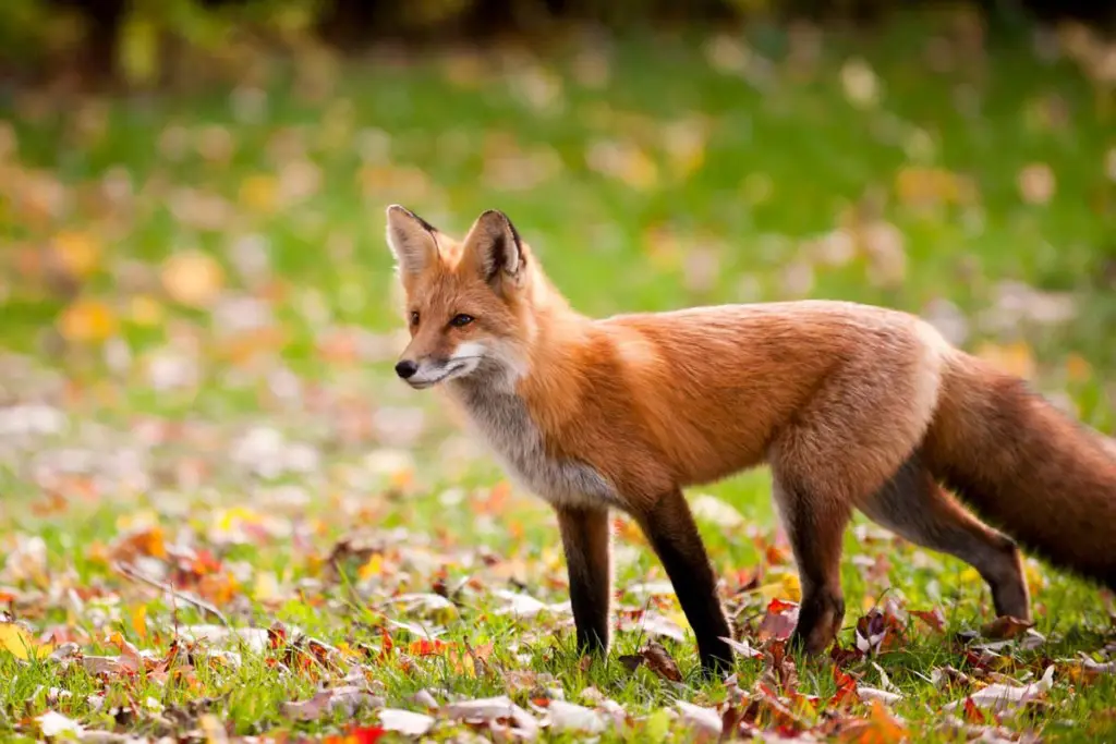 Colors of Foxes | Fox Colors and Morphs - All Things Foxes