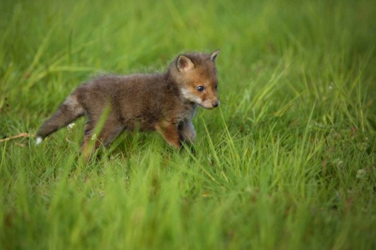 Colors of Foxes | Fox Colors and Morphs - All Things Foxes