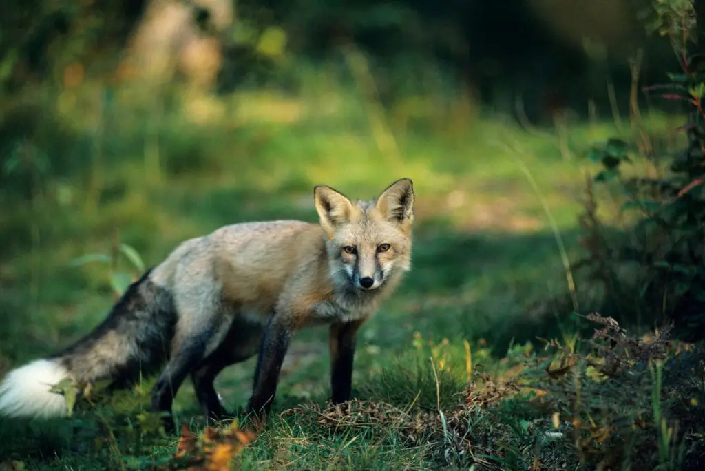  red-foxes