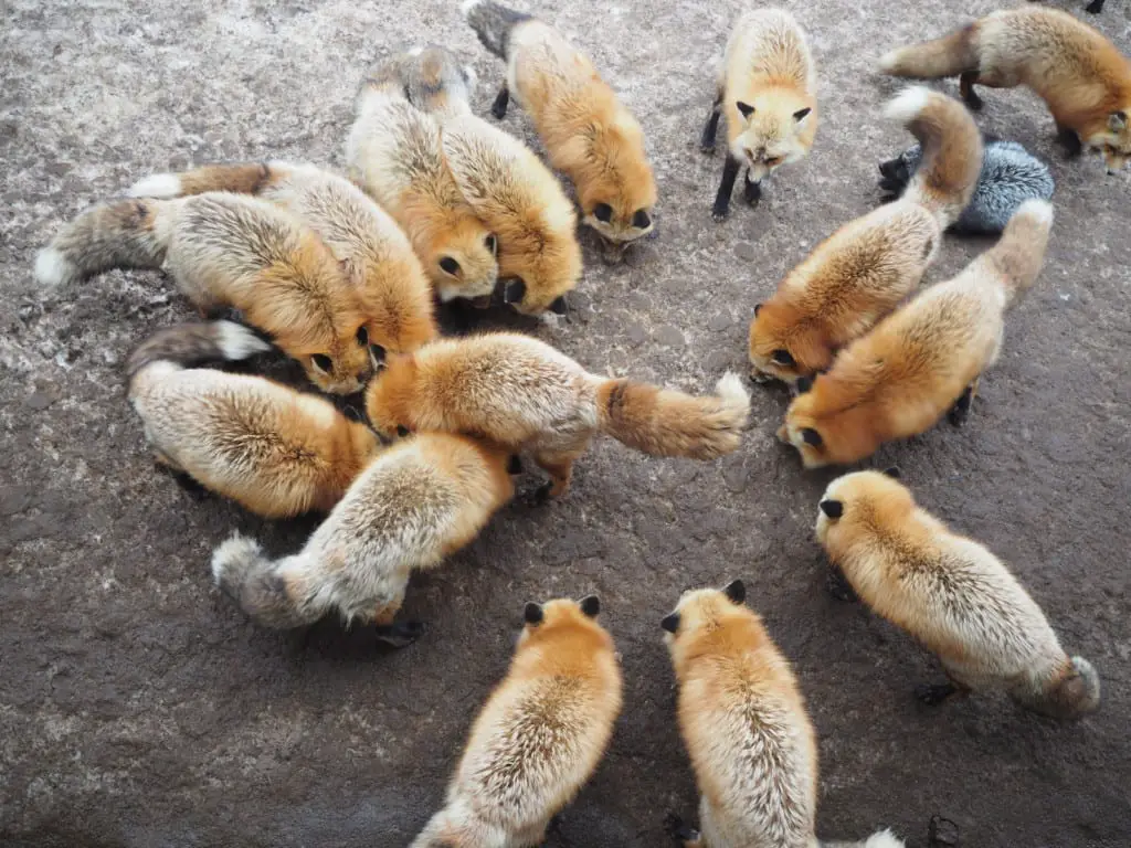 types-of-foxes-species-of-foxes-all-things-foxes