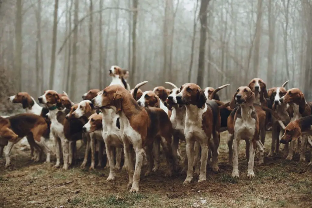 fox-hunting-beagles