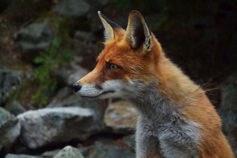 The Shocking Truth About What Hunts Foxes - u38xq49