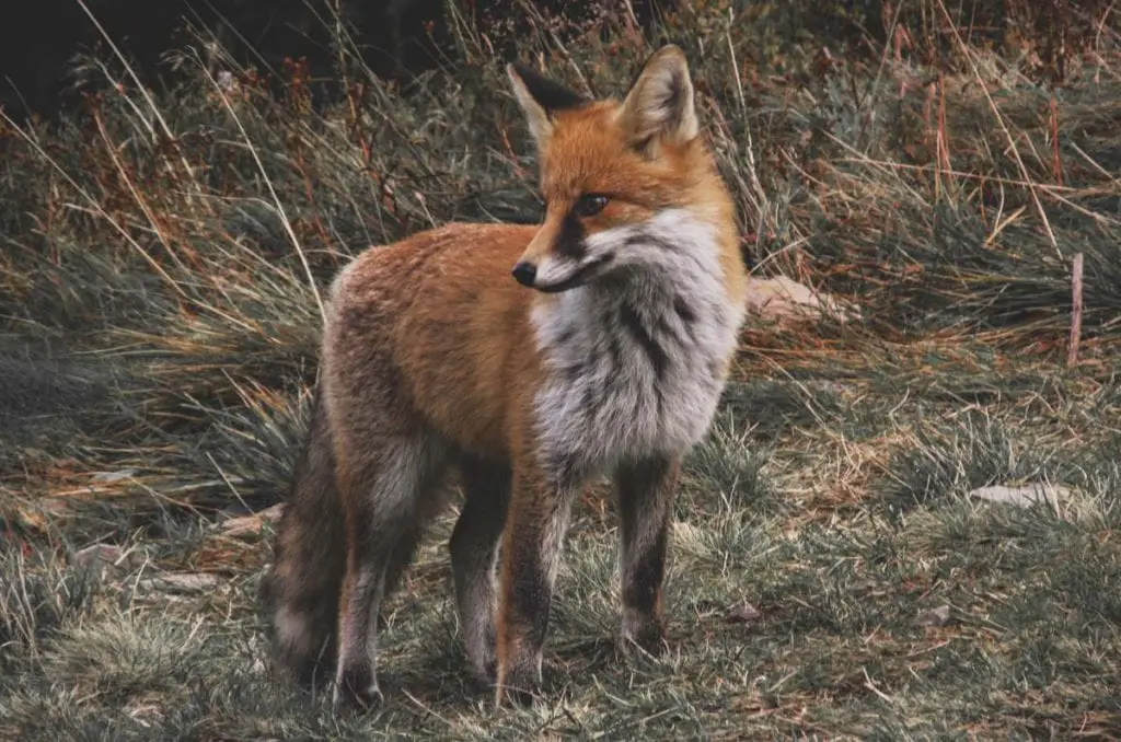 what-is-the-reason-for-fox-hunting