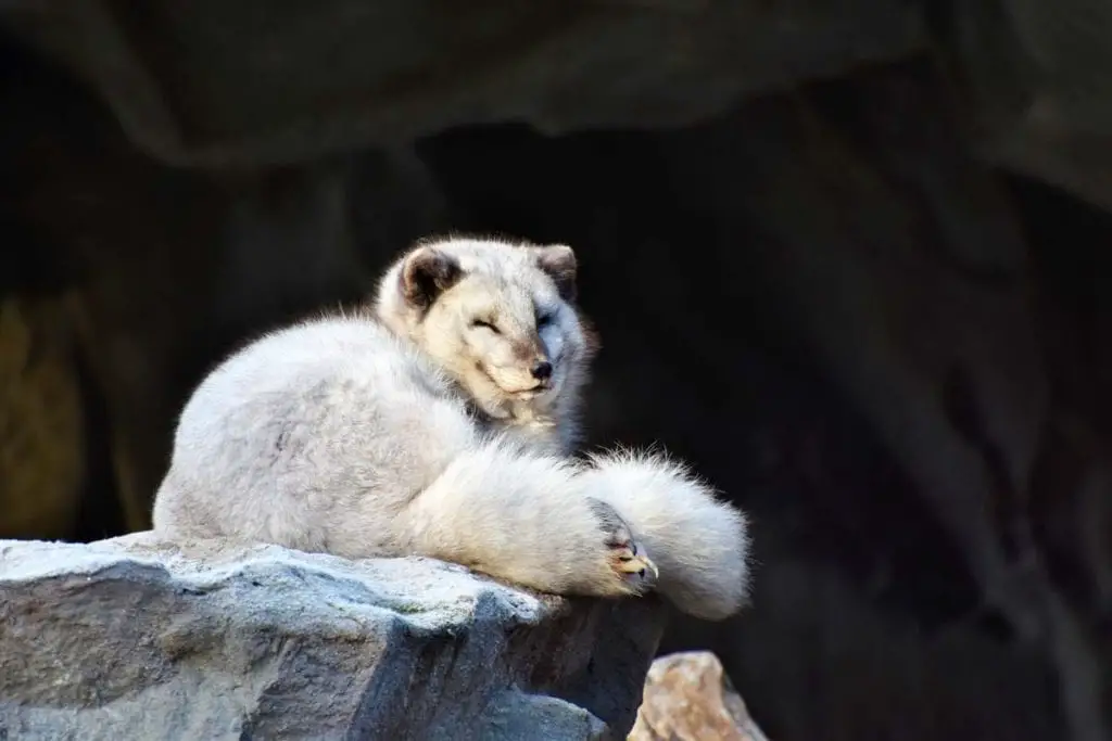 arctic-fox-smiling