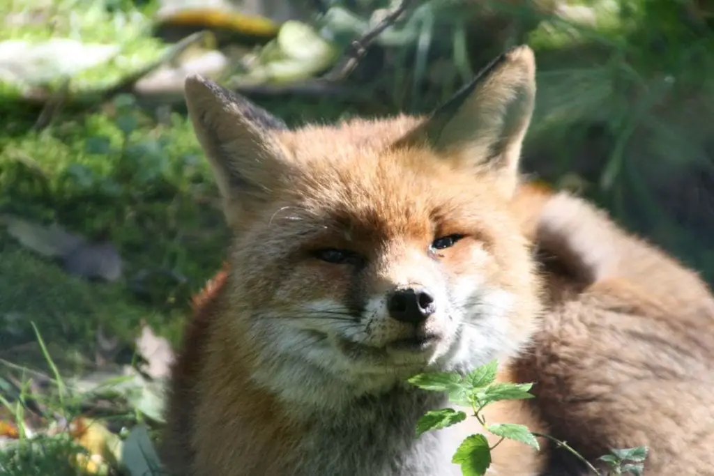 fox-grin