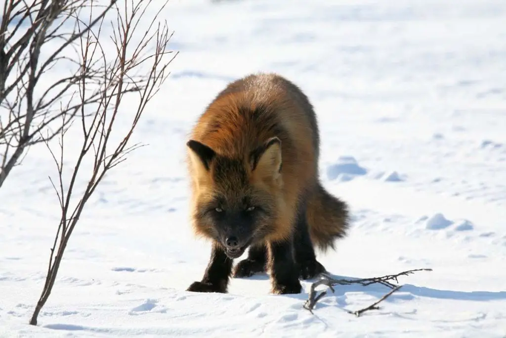 fox-smiling-in-snow