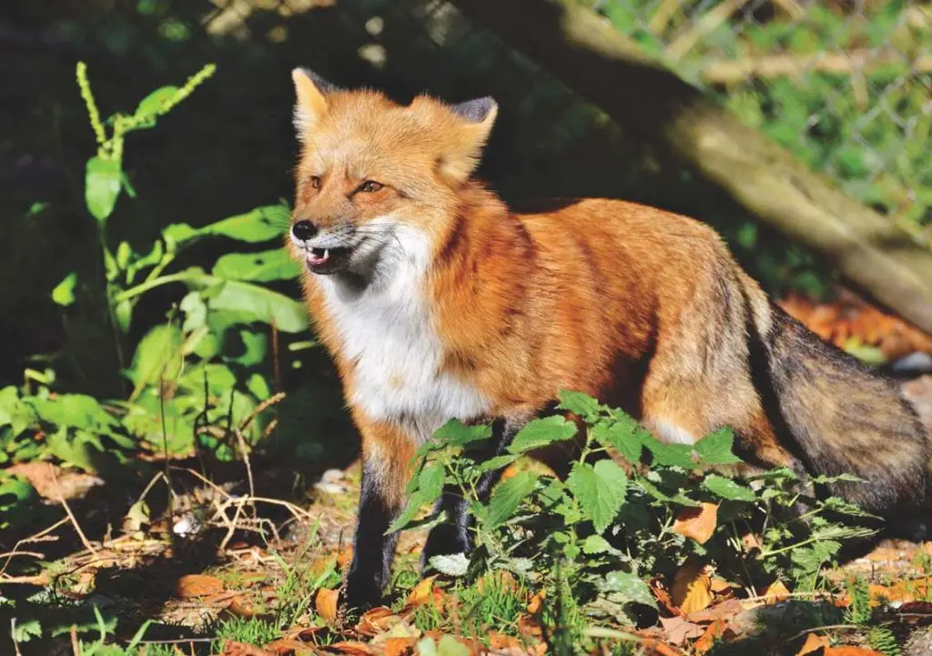 red-fox-smiling