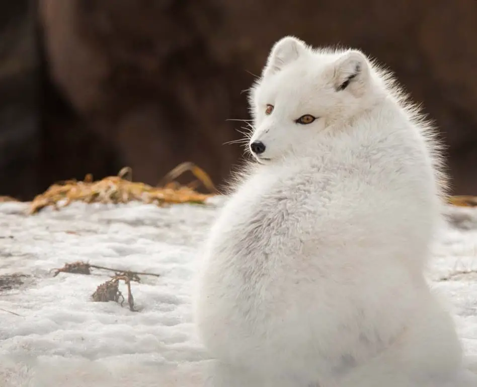 how is an arctic fox adapted to its habitat Graphic on the red fox. for