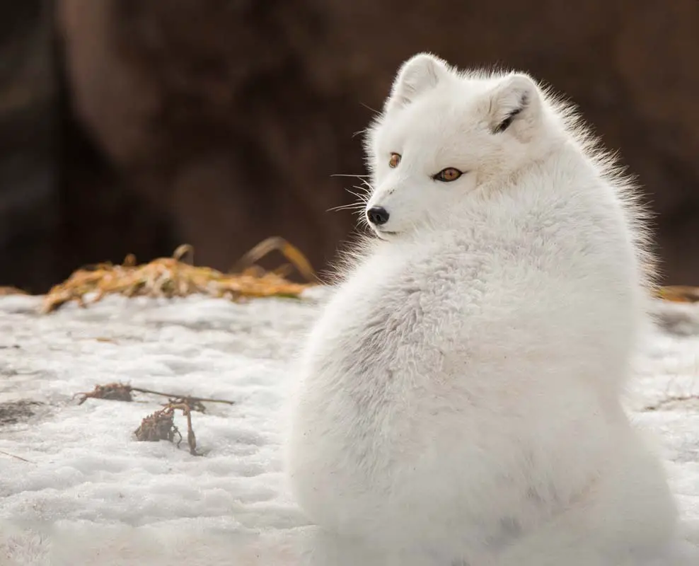 Arctic Fox Adaptations | Habitat and Behavior - All Things Foxes