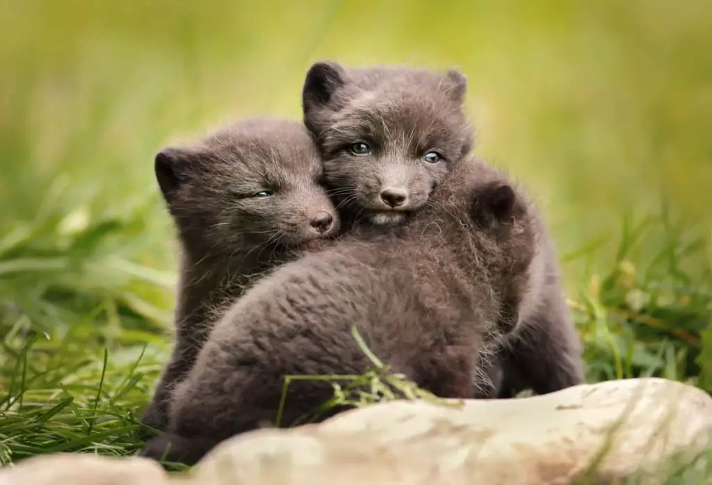 arctic-foxes-babies