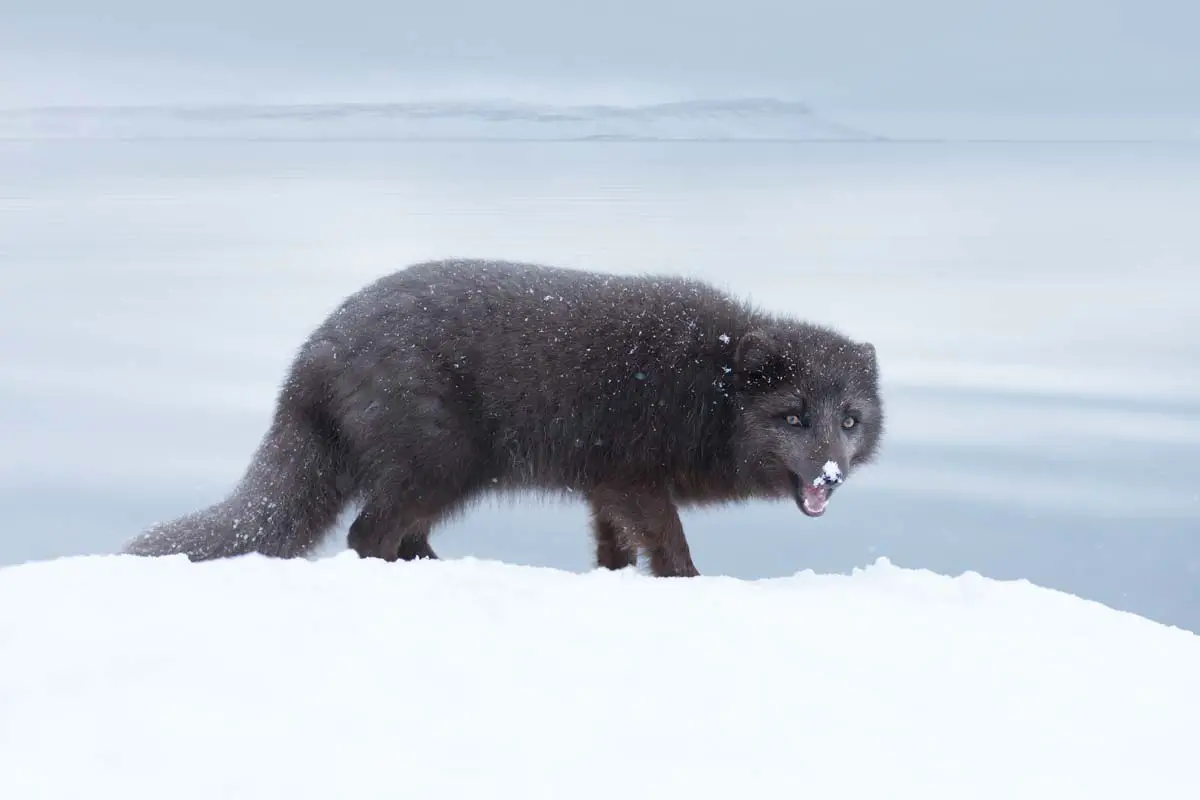 Arctic Fox Adaptations | Habitat and Behavior - All Things Foxes