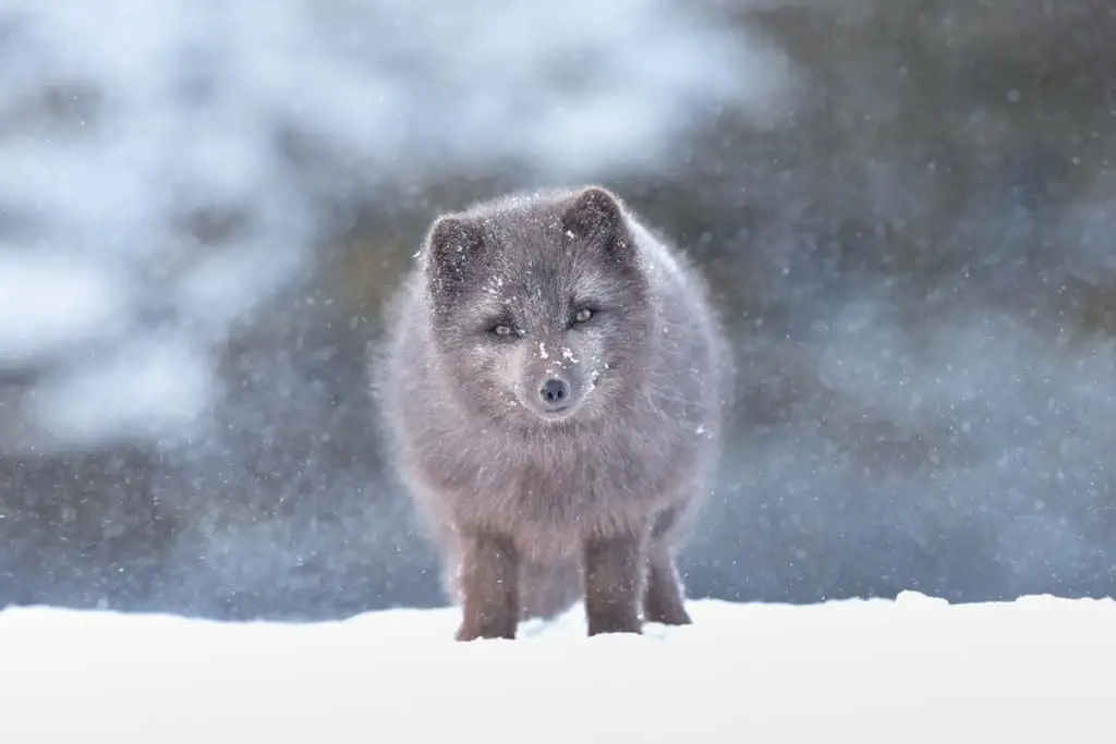 Arctic Fox Adaptations | Habitat and Behavior - All Things Foxes