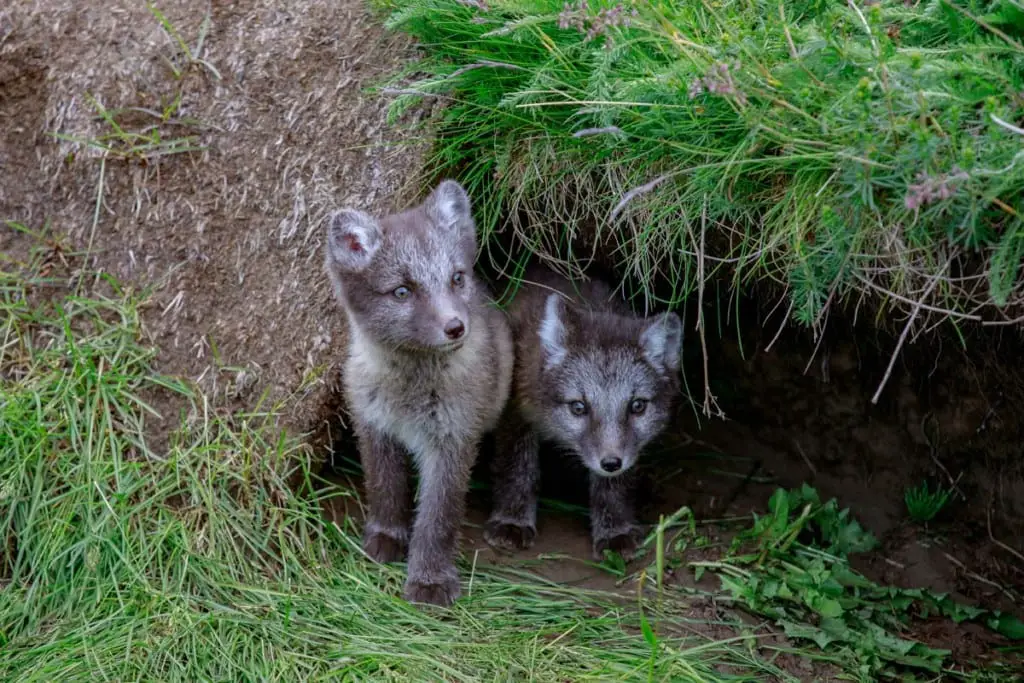 arctic-foxes-den