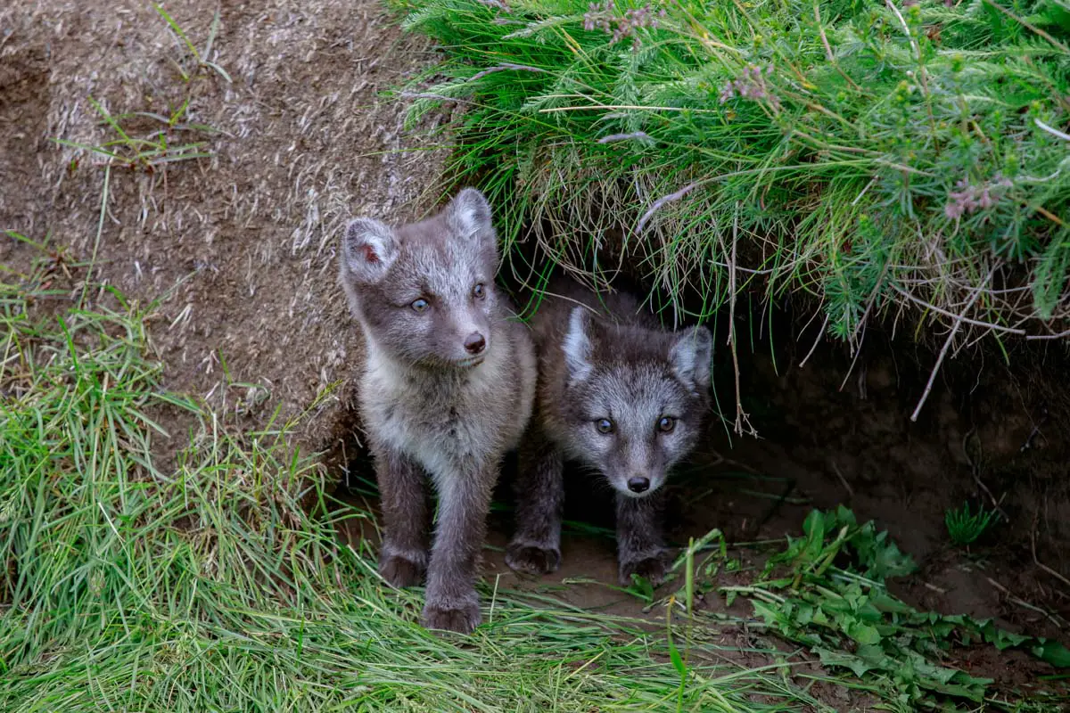 unique things about arctic foxes Colors of foxes