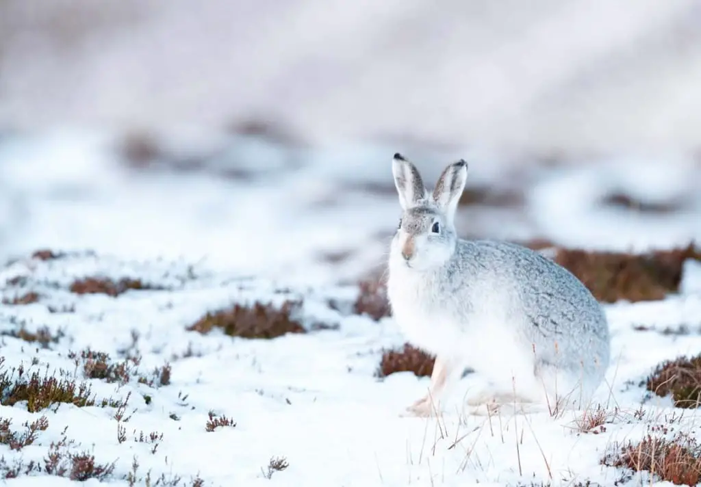 arctic-foxes-diet-arctic-hare