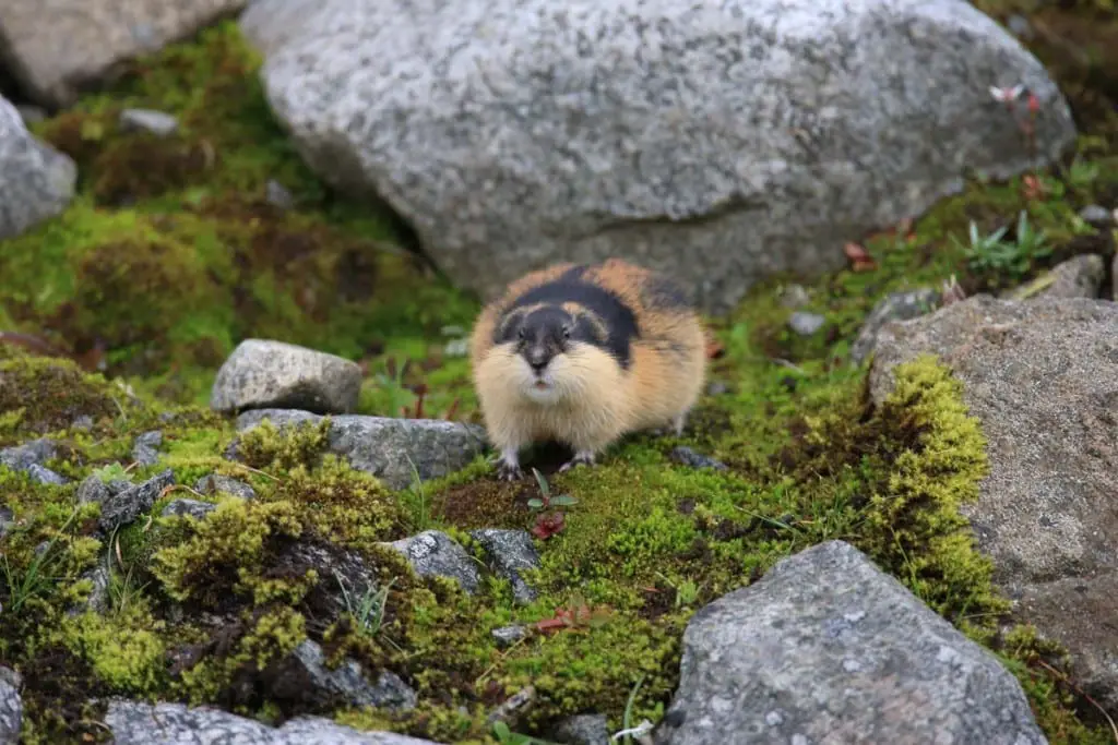 Arctic Fox Food