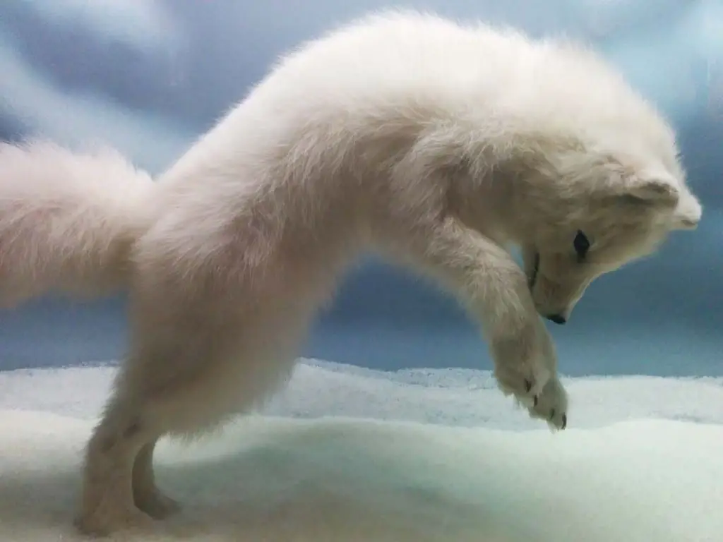 what-do-arctic-foxes-eat