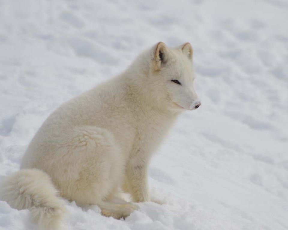 Fox Adapt Arctic Fox Adaptations | Habitat and Behavior - All Things Foxes