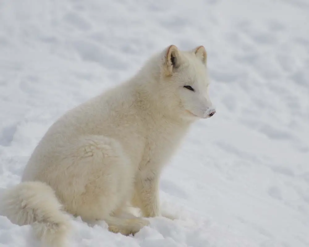 arctic-foxes-fur