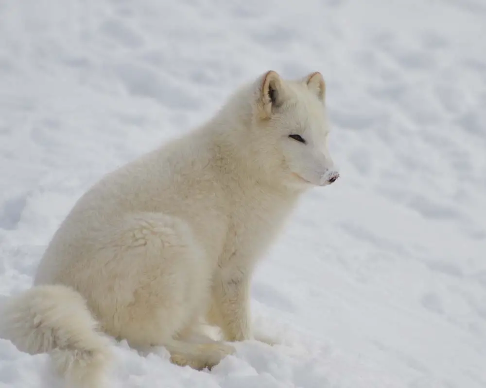 Arctic Fox Adaptations Habitat And Behavior All Things Foxes