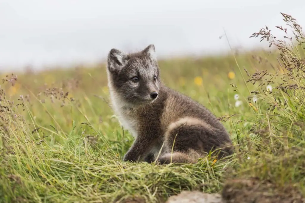 Arctic Fox Adaptations | Habitat and Behavior - All Things Foxes