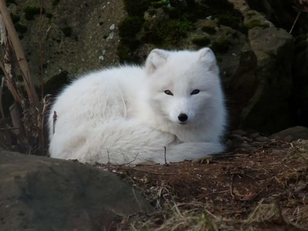 how-long-do-arctic-foxes-live