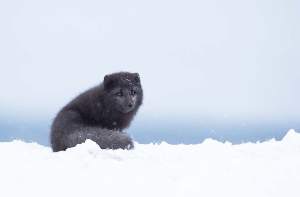 arctic-foxes-population