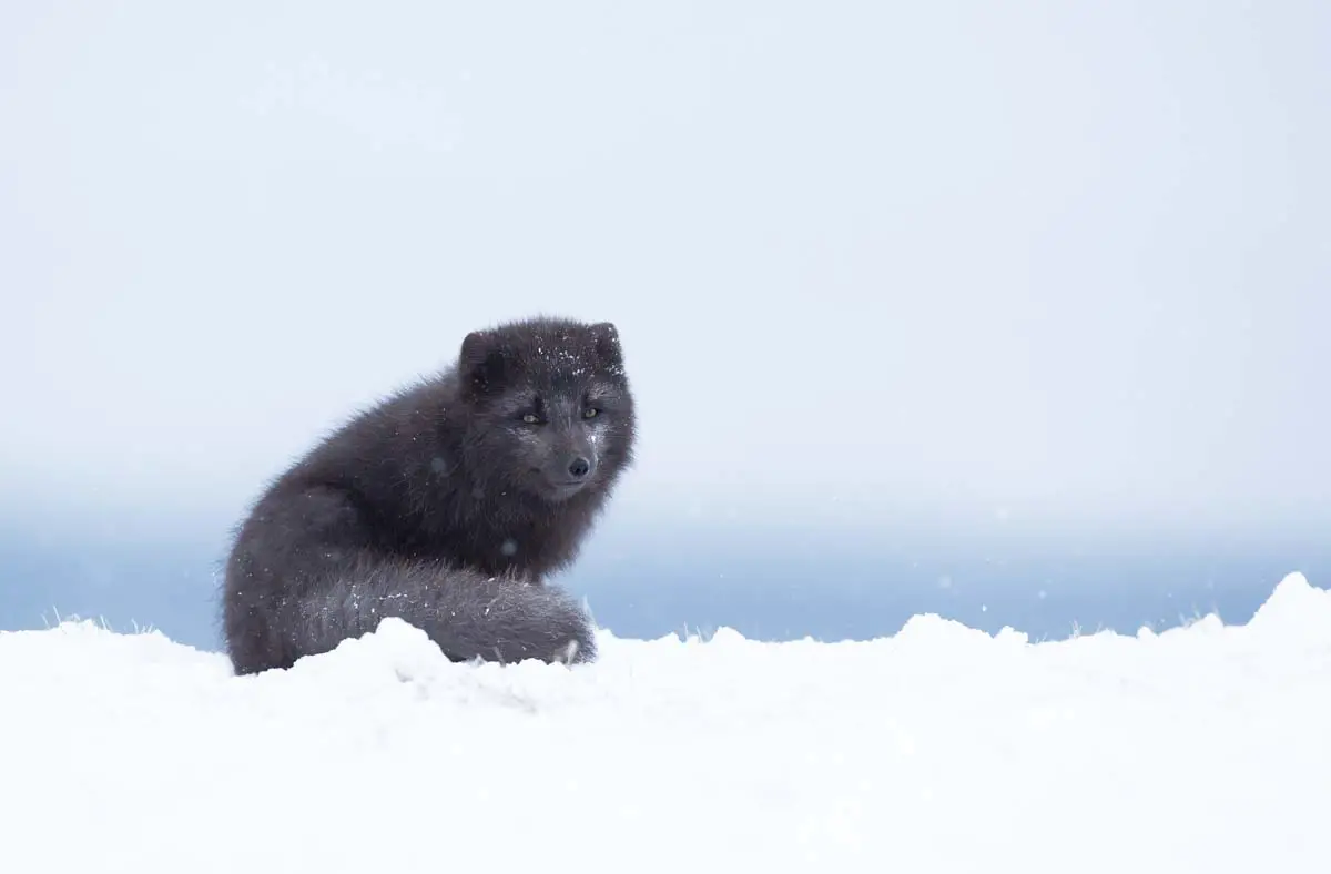 Arctic Fox Adaptations | Habitat and Behavior - All Things Foxes