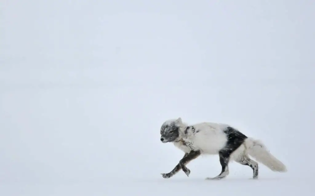 arctic-foxes-shedding-winter-coat