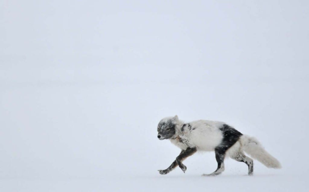 arctic-foxes-shedding-winter-coat