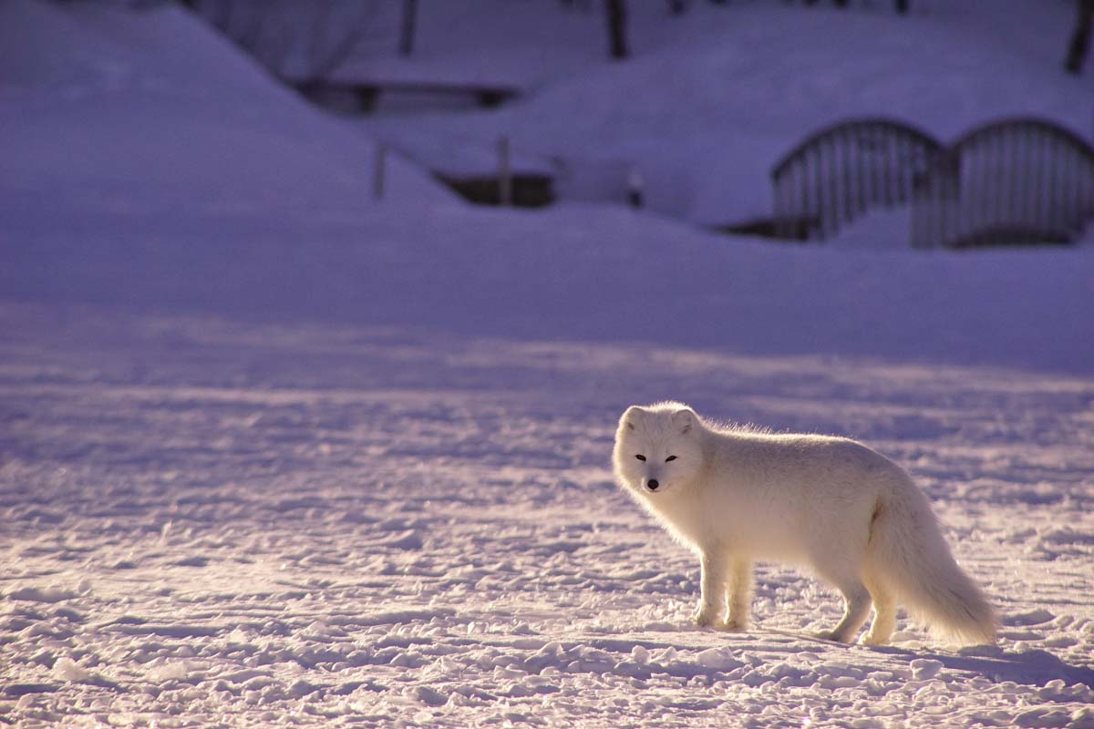 Arctic Fox Adaptations Habitat And Behavior All Things Foxes Arctic Fox Adaptations Habitat And Behavior All Things Foxes