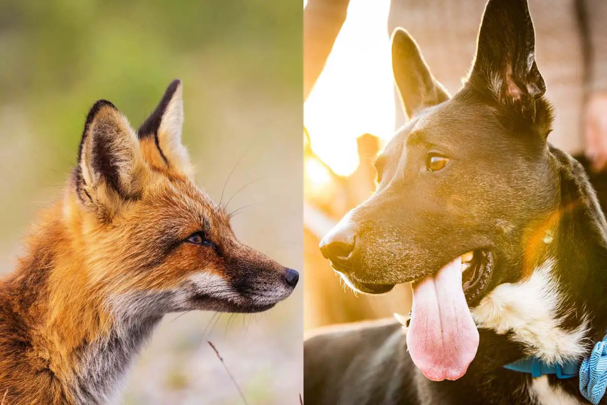 can-a-fox-breed-with-a-dog