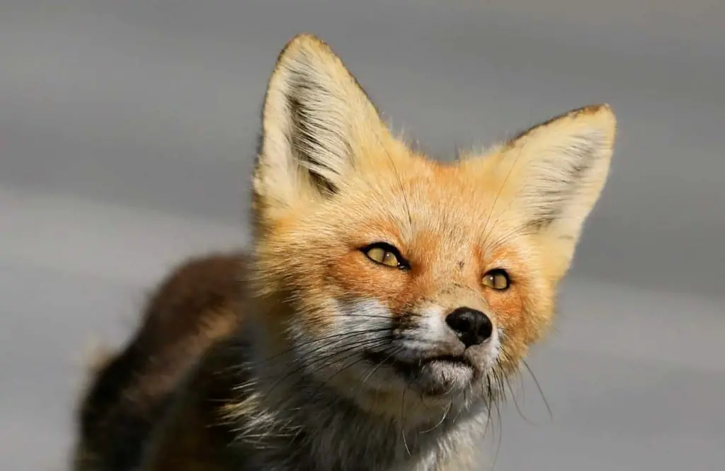 can-dogs-breed-with-foxes