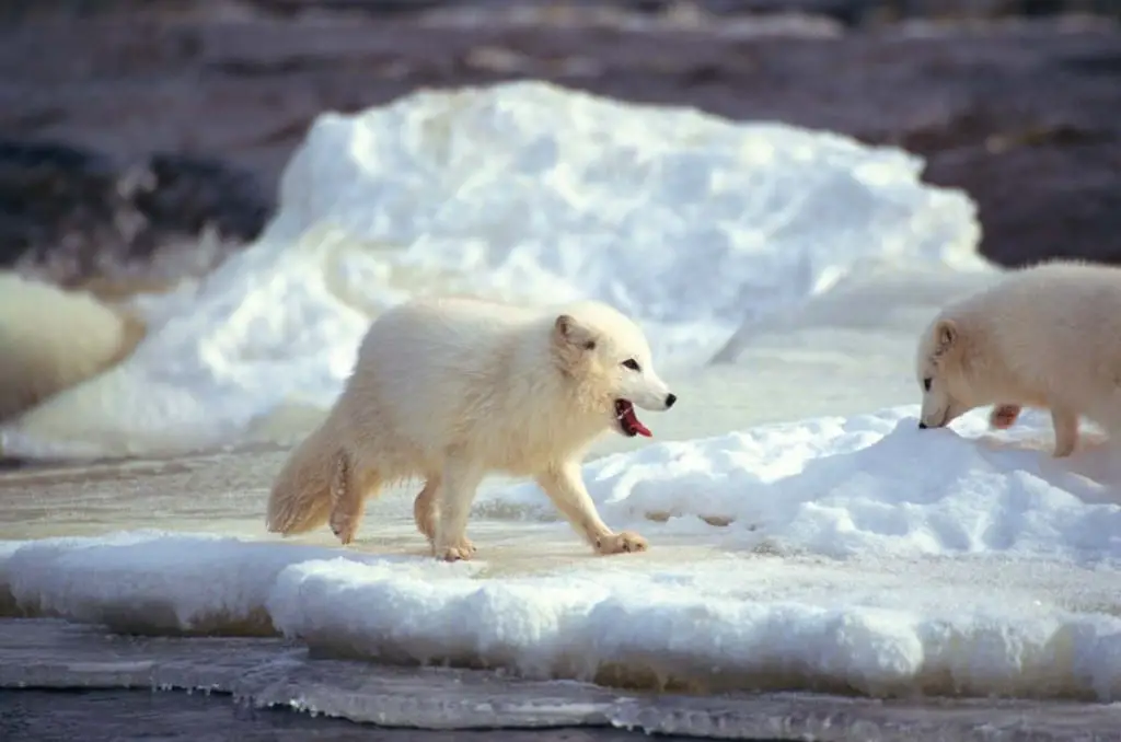 do-arctic-foxes-live-in-packs