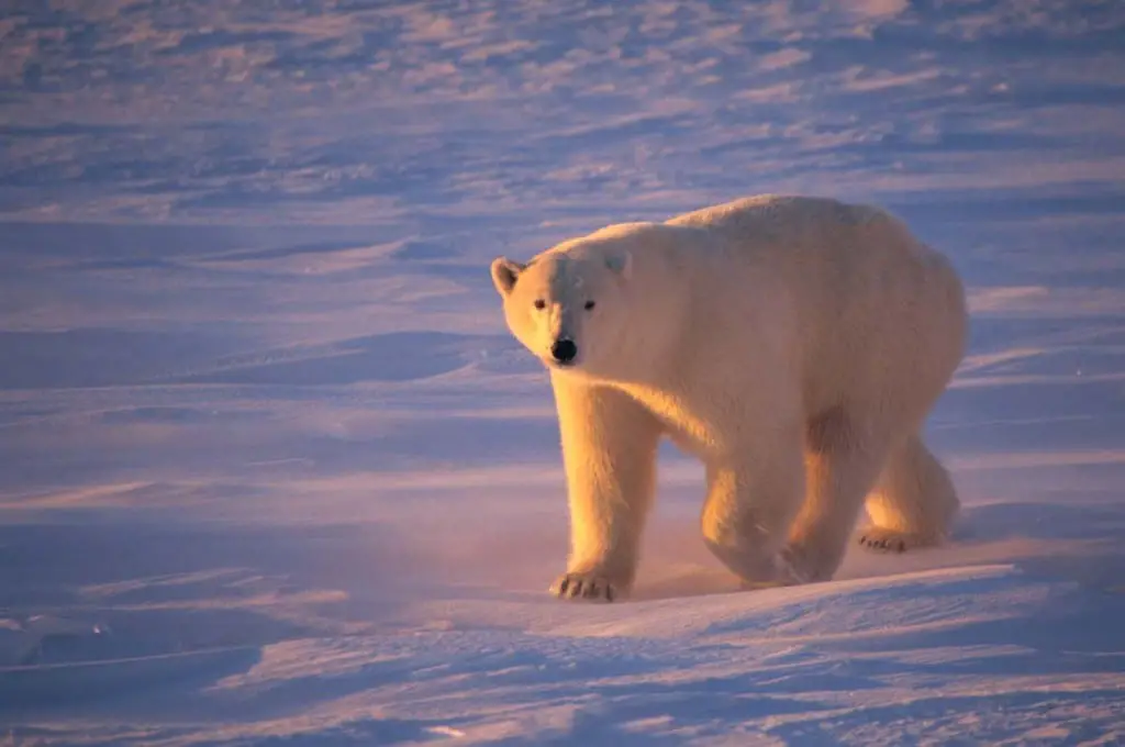 do-polar-bears-eat-arctic-foxes