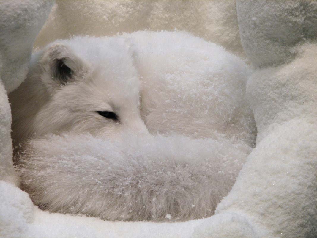 arctic-fox-dens