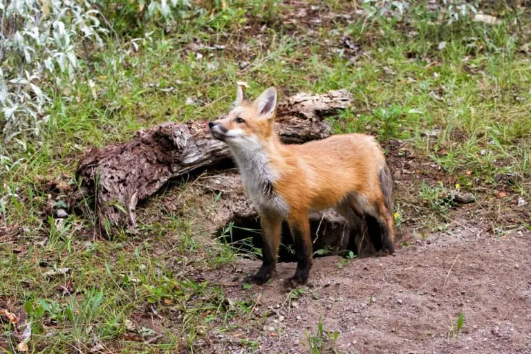 Fox Dens All You Need To Know All Things Foxes