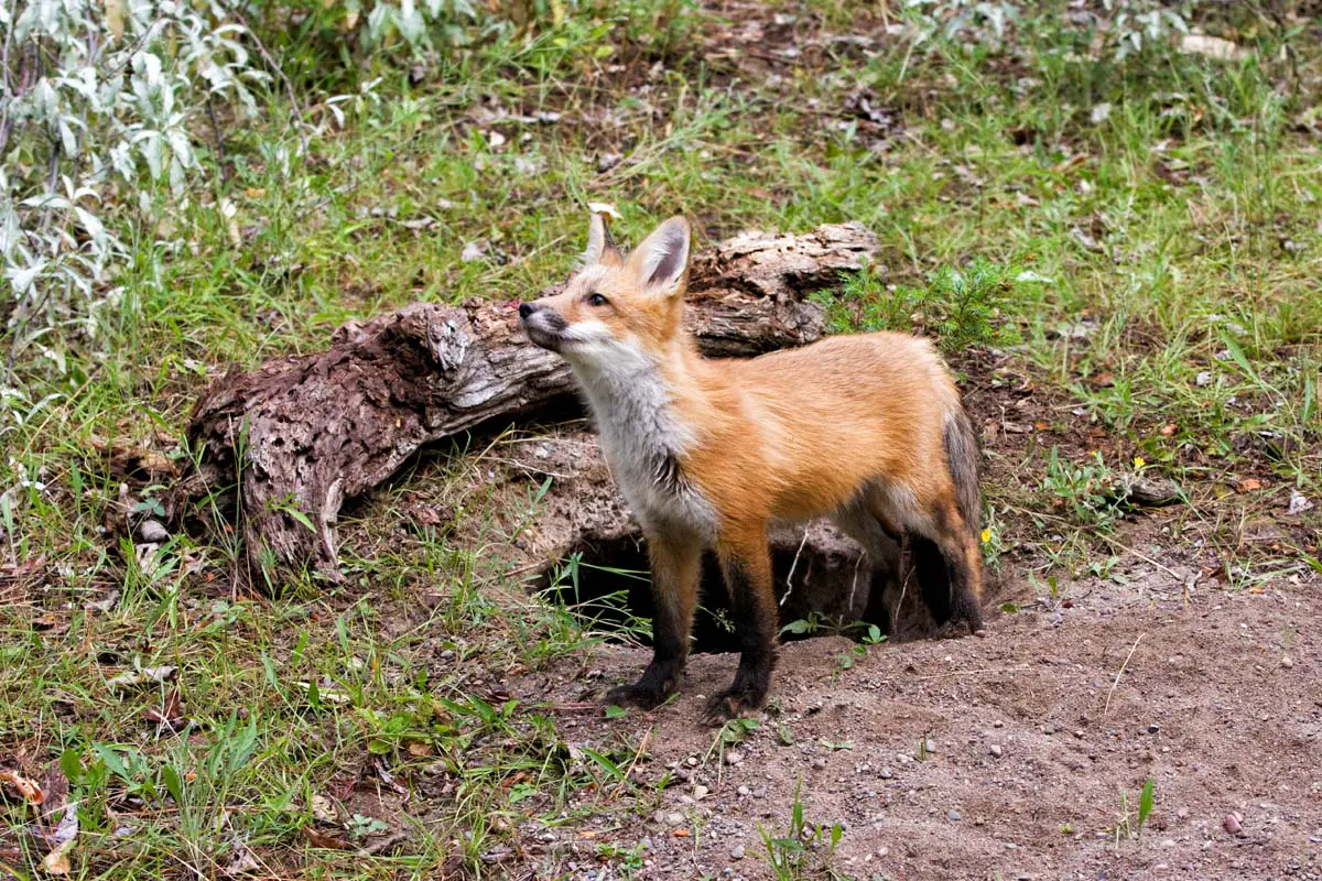 finding-fox-dens