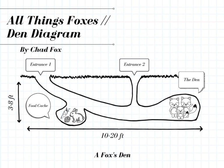 Fox Dens All You Need To Know All Things Foxes