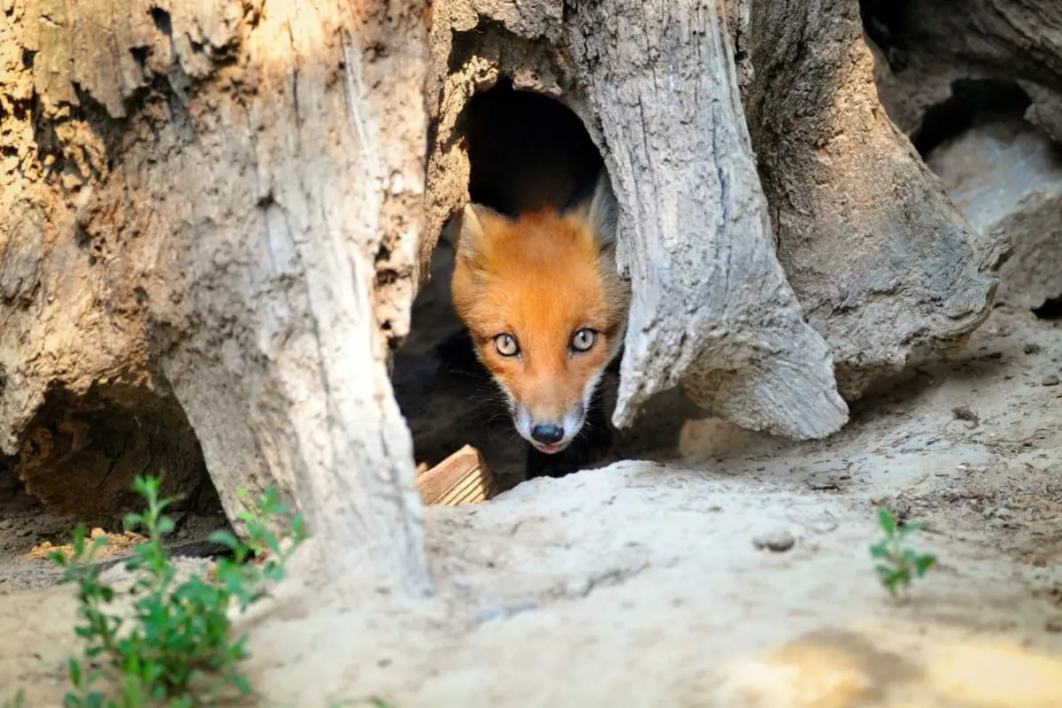 What size hole can a fox fit through?