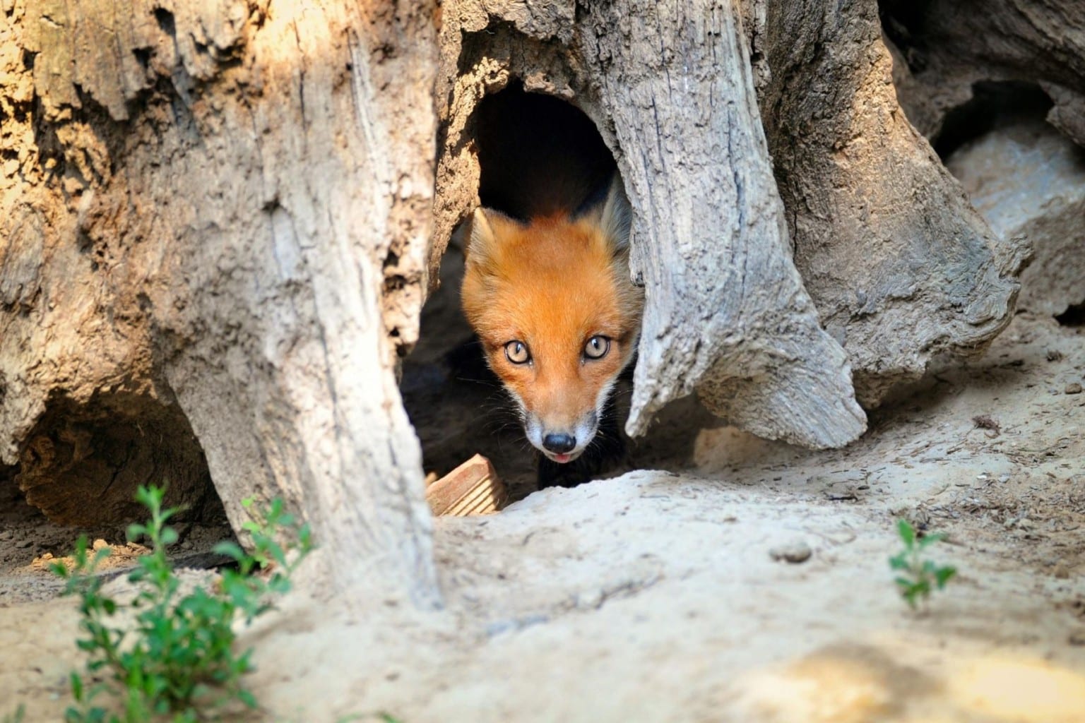 Fox Dens All You Need To Know All Things Foxes