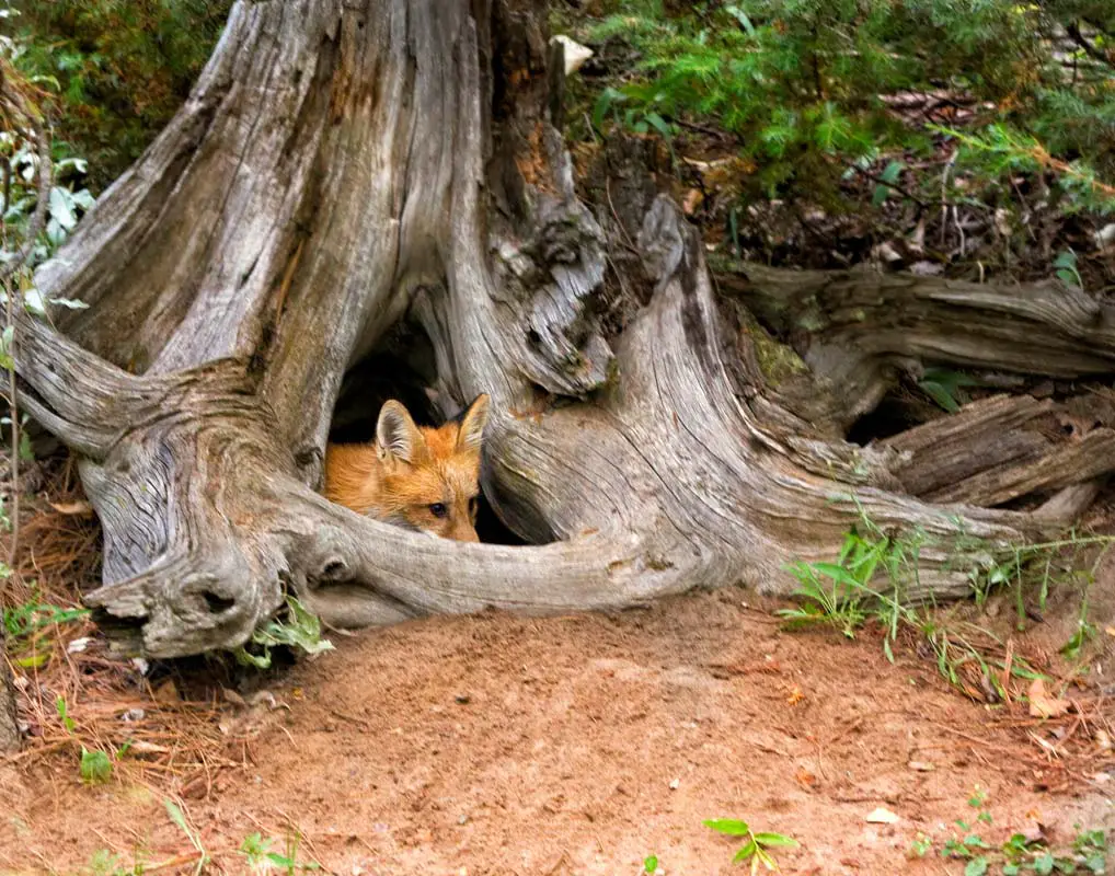 fox-den-under-tree