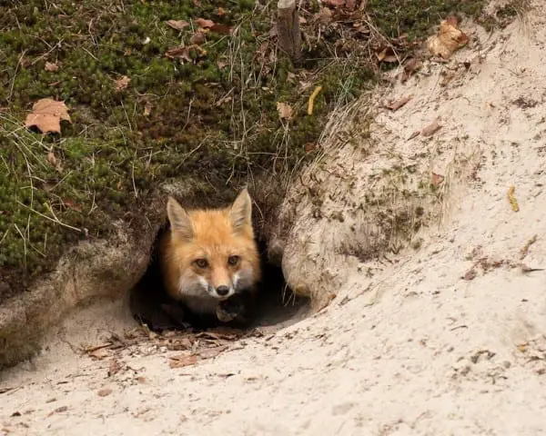 Fox Dens | All You Need To Know - All Things Foxes
