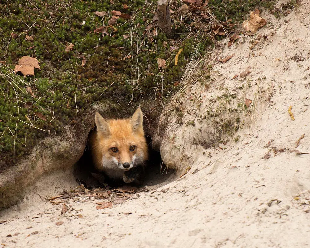 fox-dens-entrances